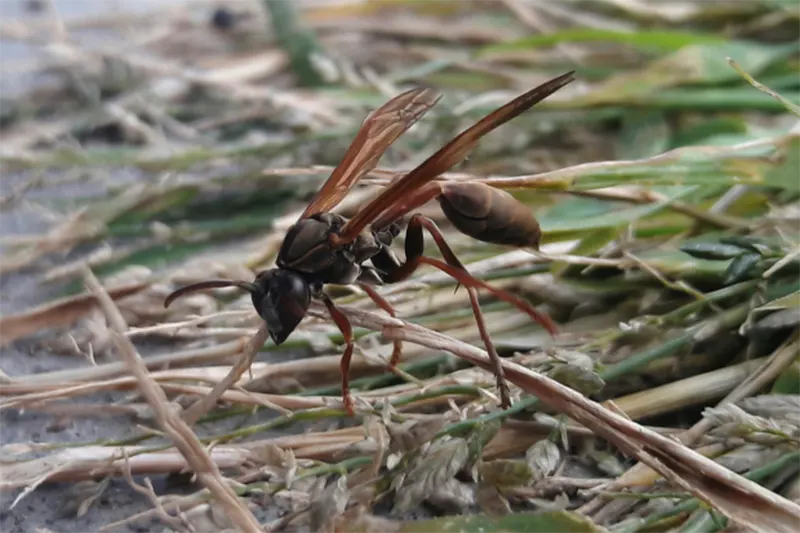 insectos